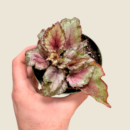 Begonia Rex Pink