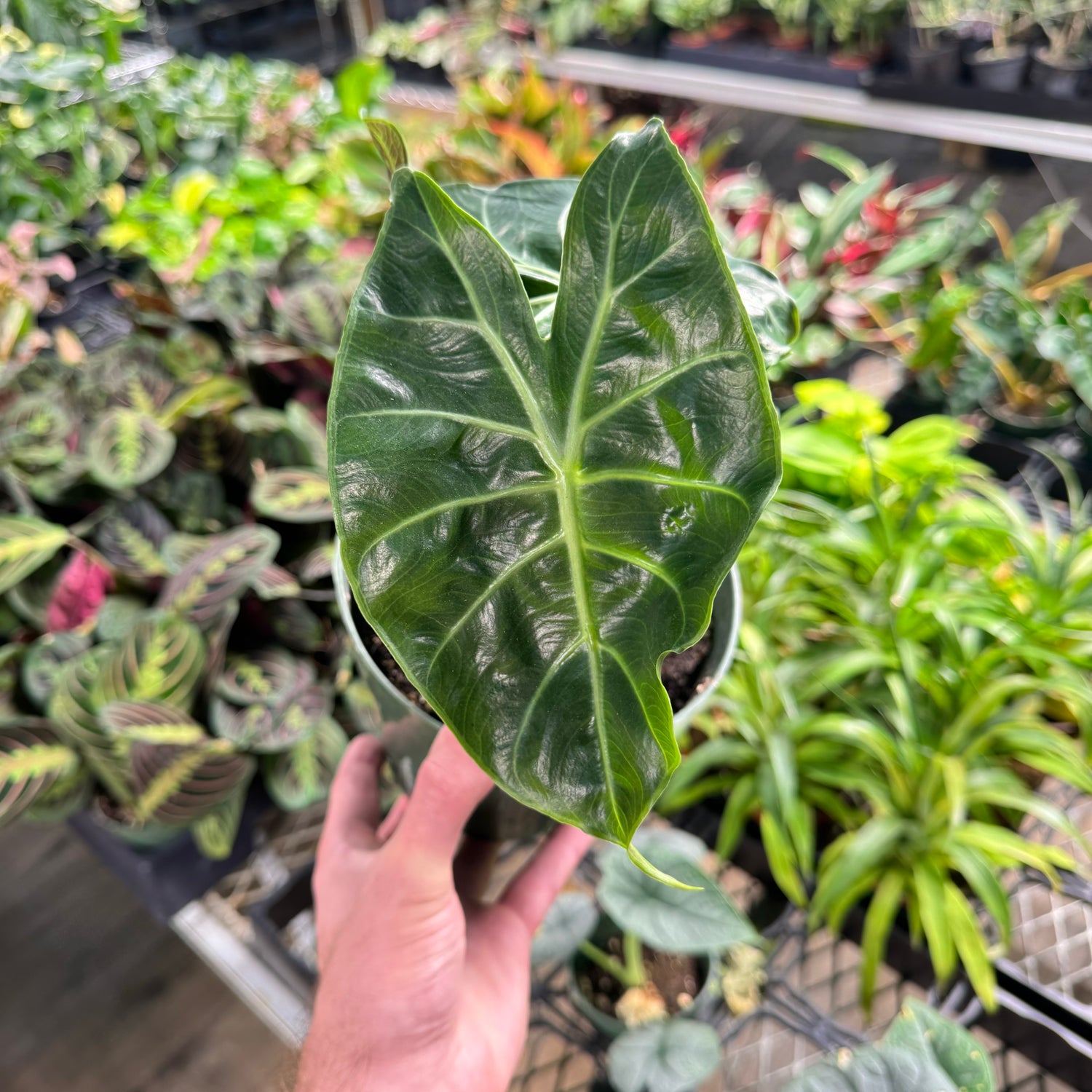 Alocasia Morocco