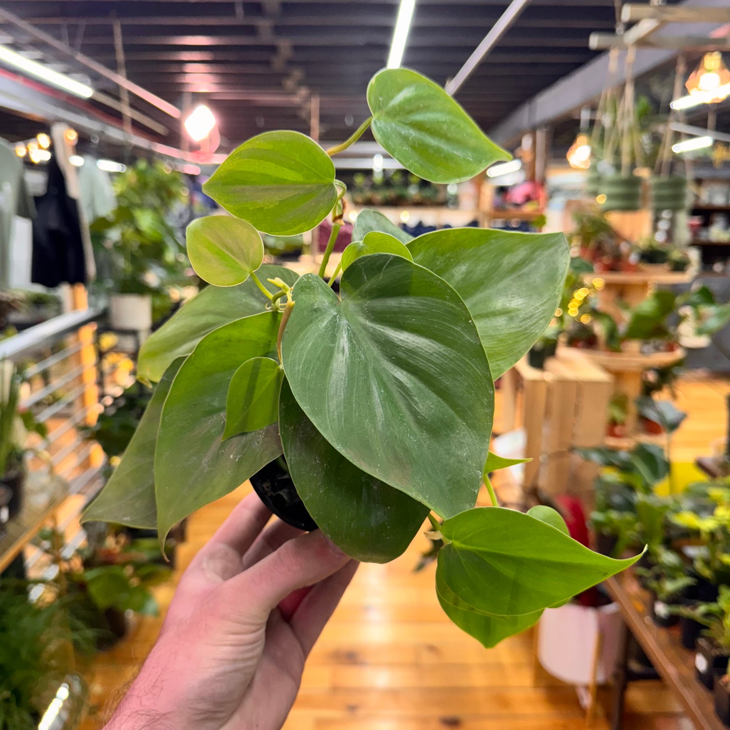 Philodendron Heartleaf