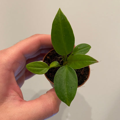 Anthurium Red Flag