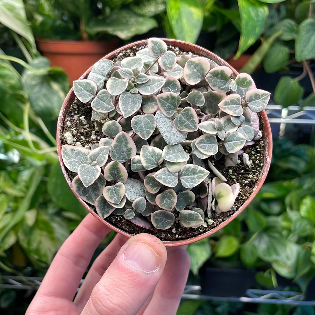 String of Hearts Variegated