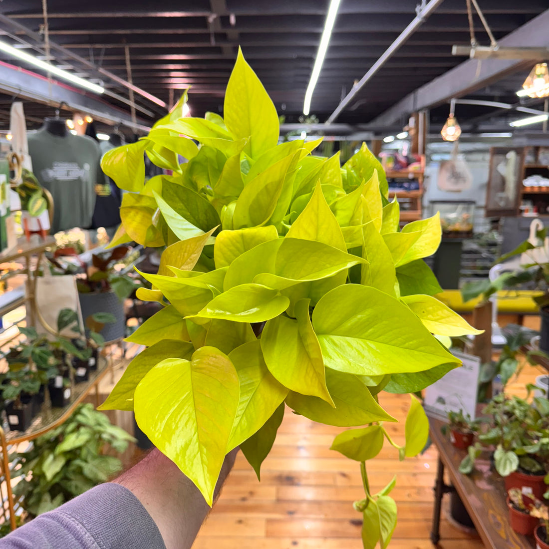 Pothos Neon