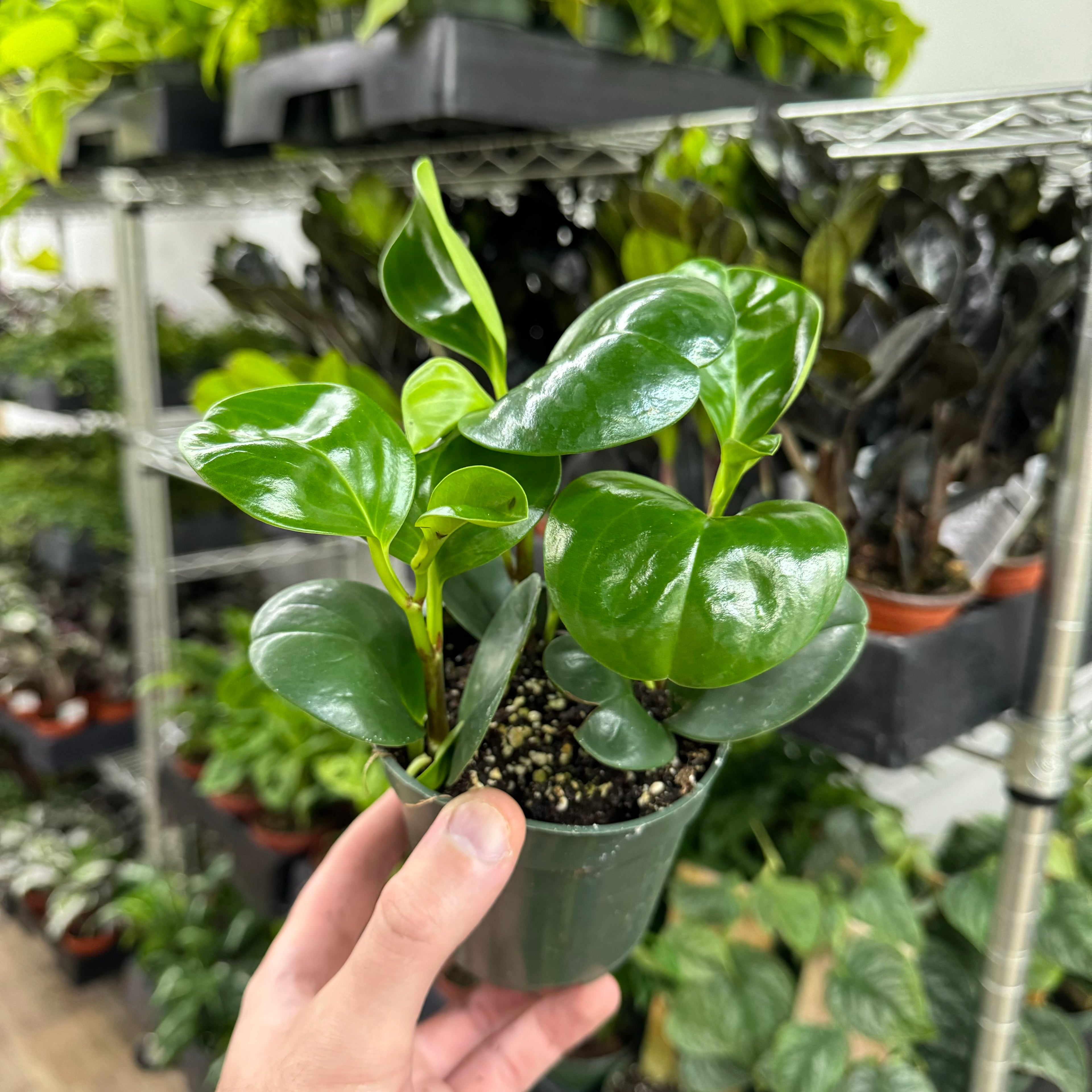 Peperomia Green Obtusifolia