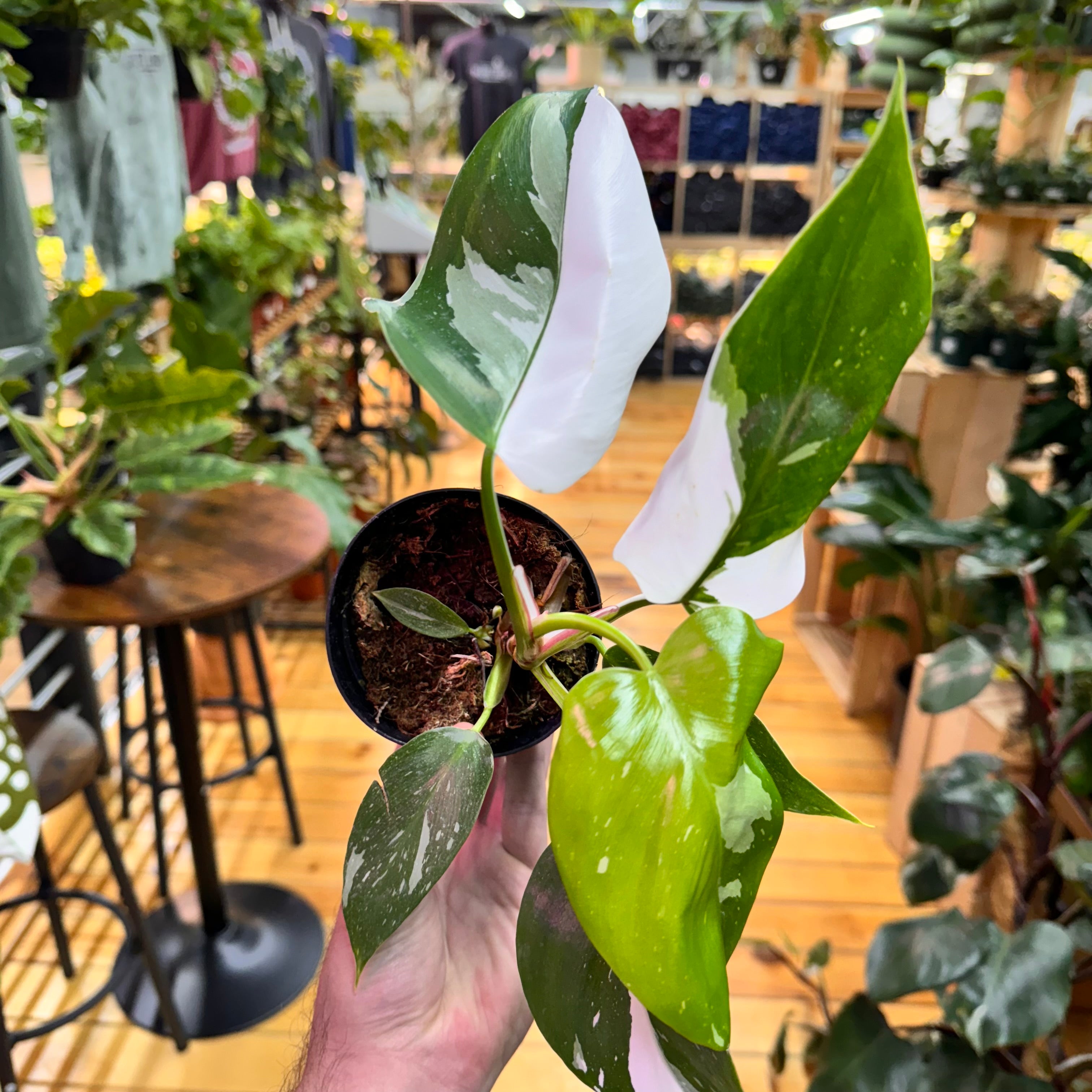 Philodendron White Princess