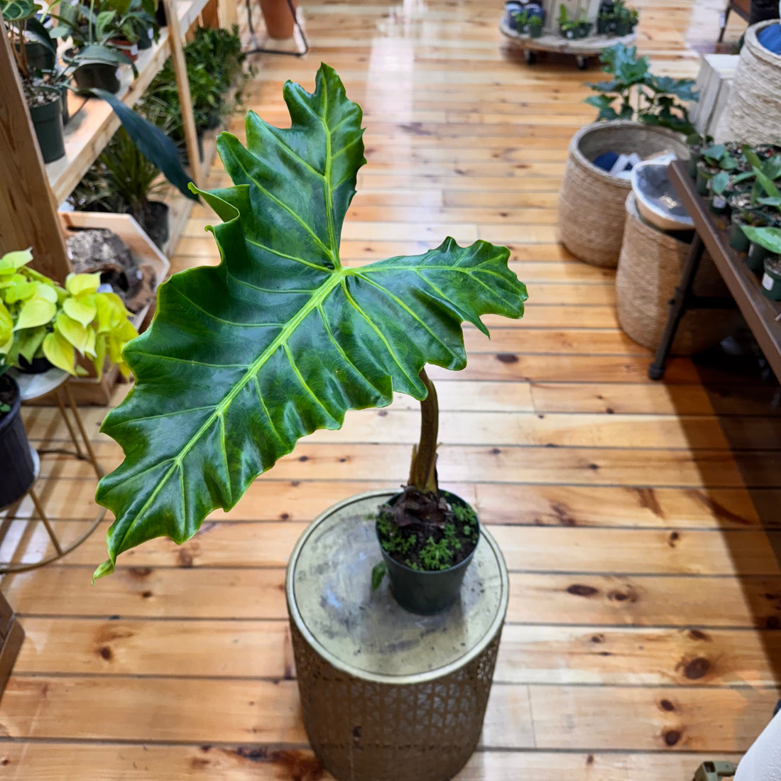 Alocasia Golden Dragon