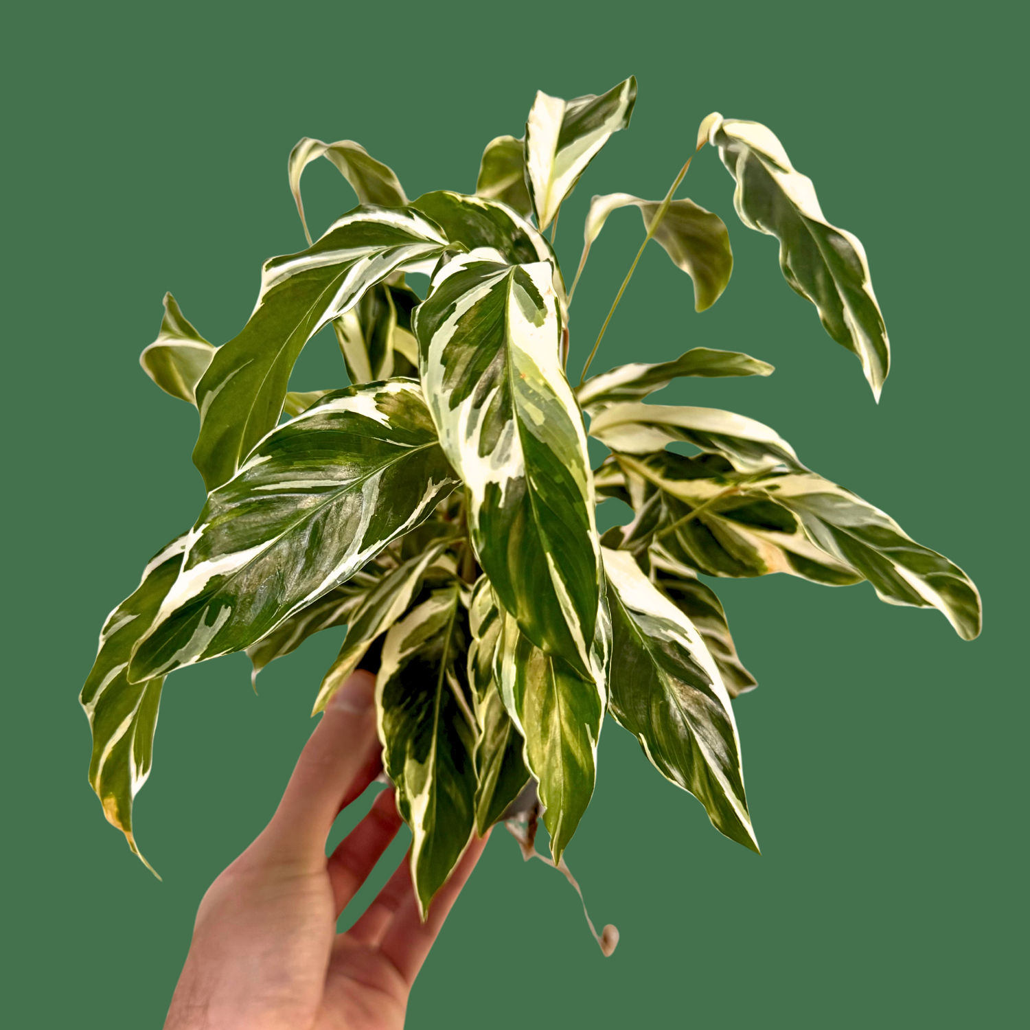 Calathea White Fusion