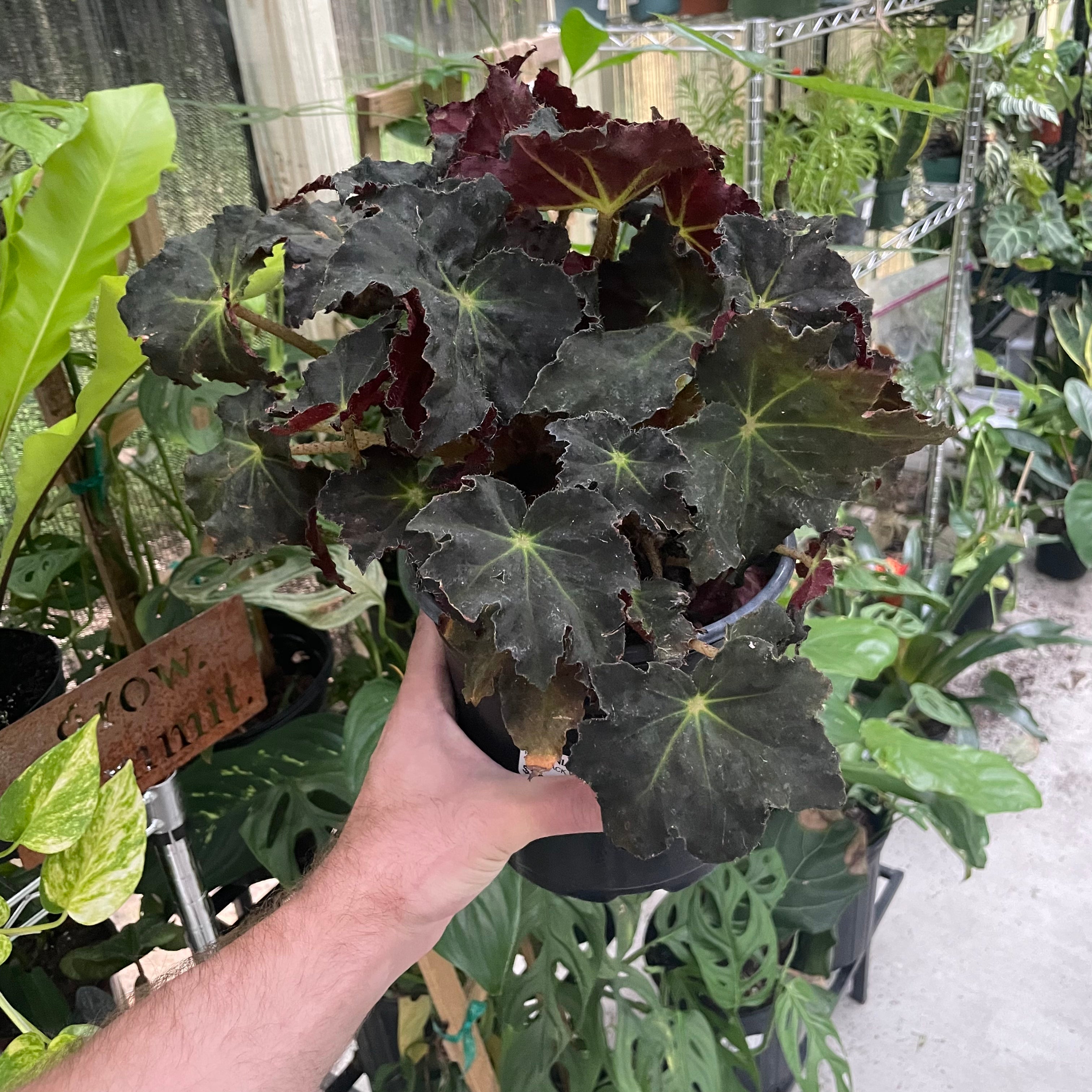 Begonia Rex Black Velvet