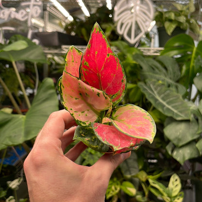 Aglaonema Geely Red