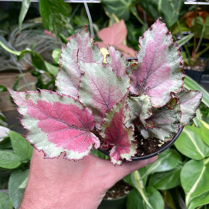 Begonia Rex Mayotte