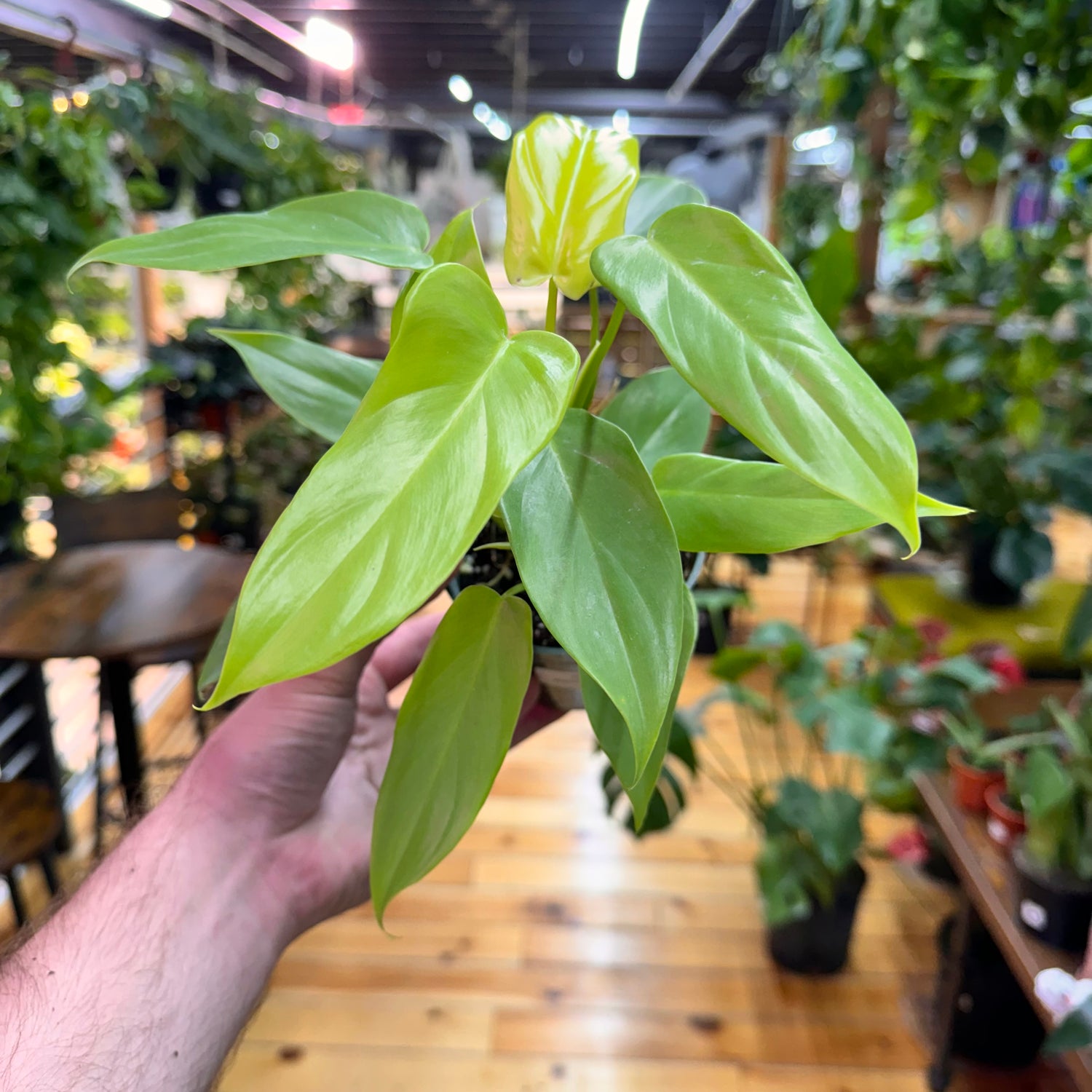 Philodendron Bipennifolium Aurea