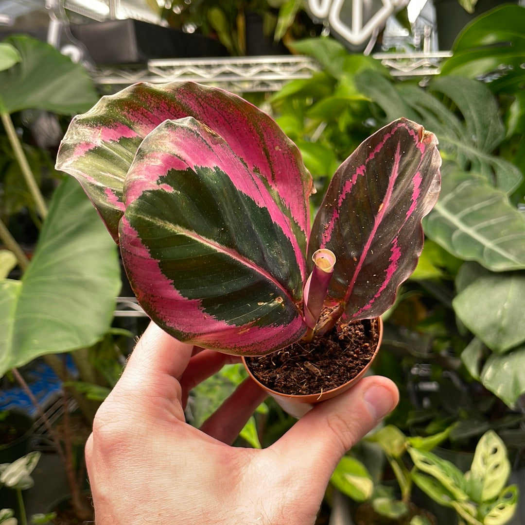 Calathea Illustris