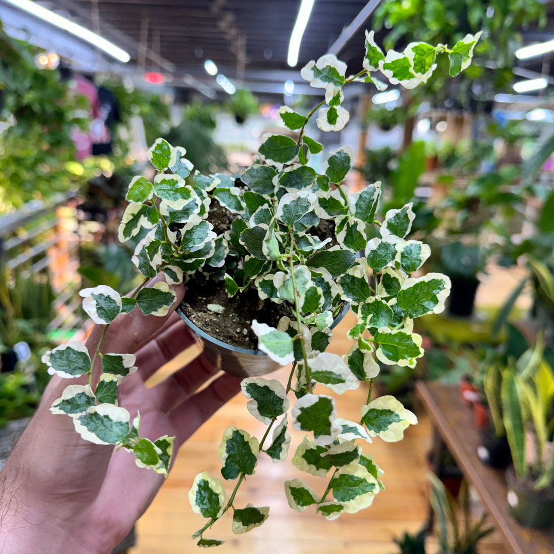 Ficus Pumila Repens Variegated