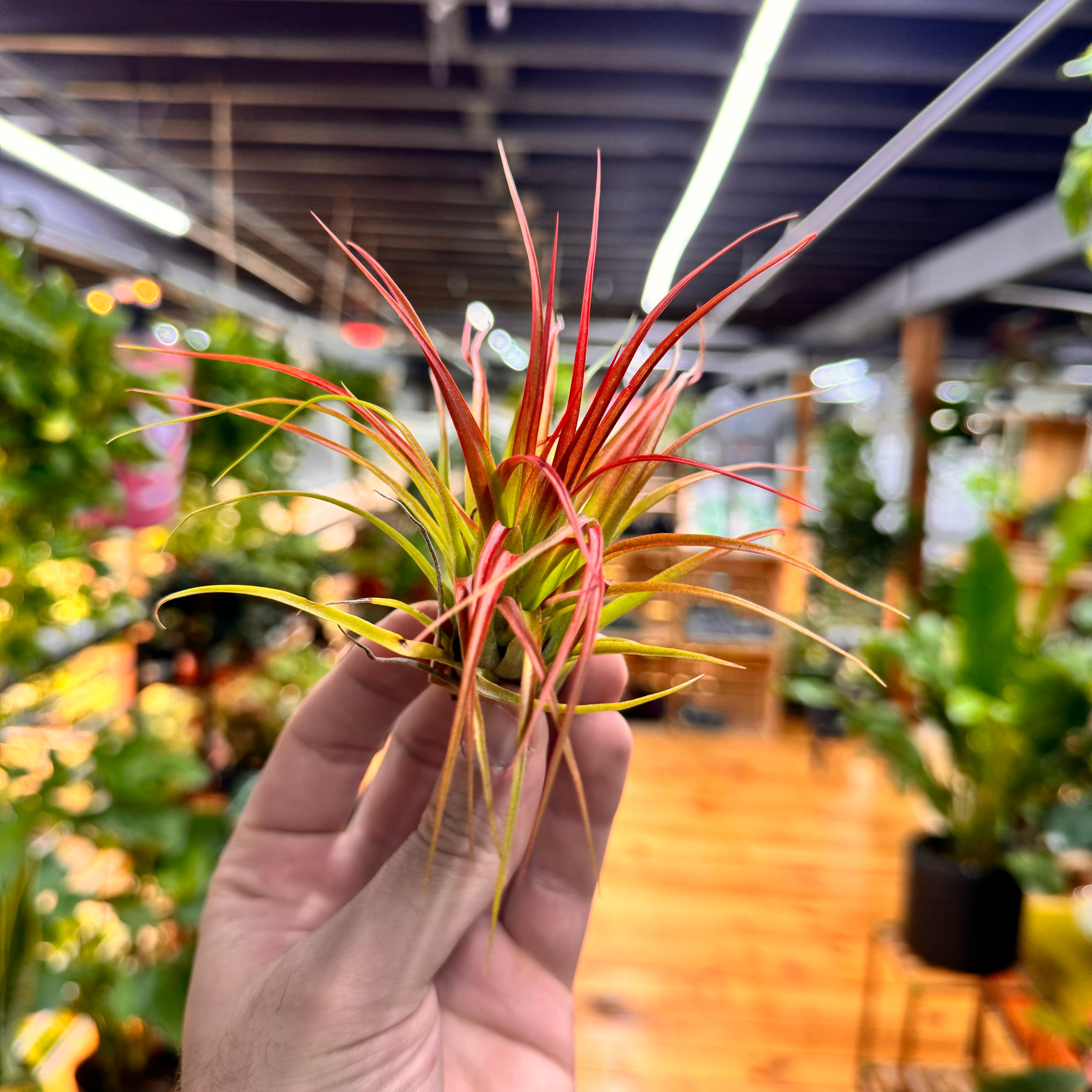 Ionantha Fuego Air Plant