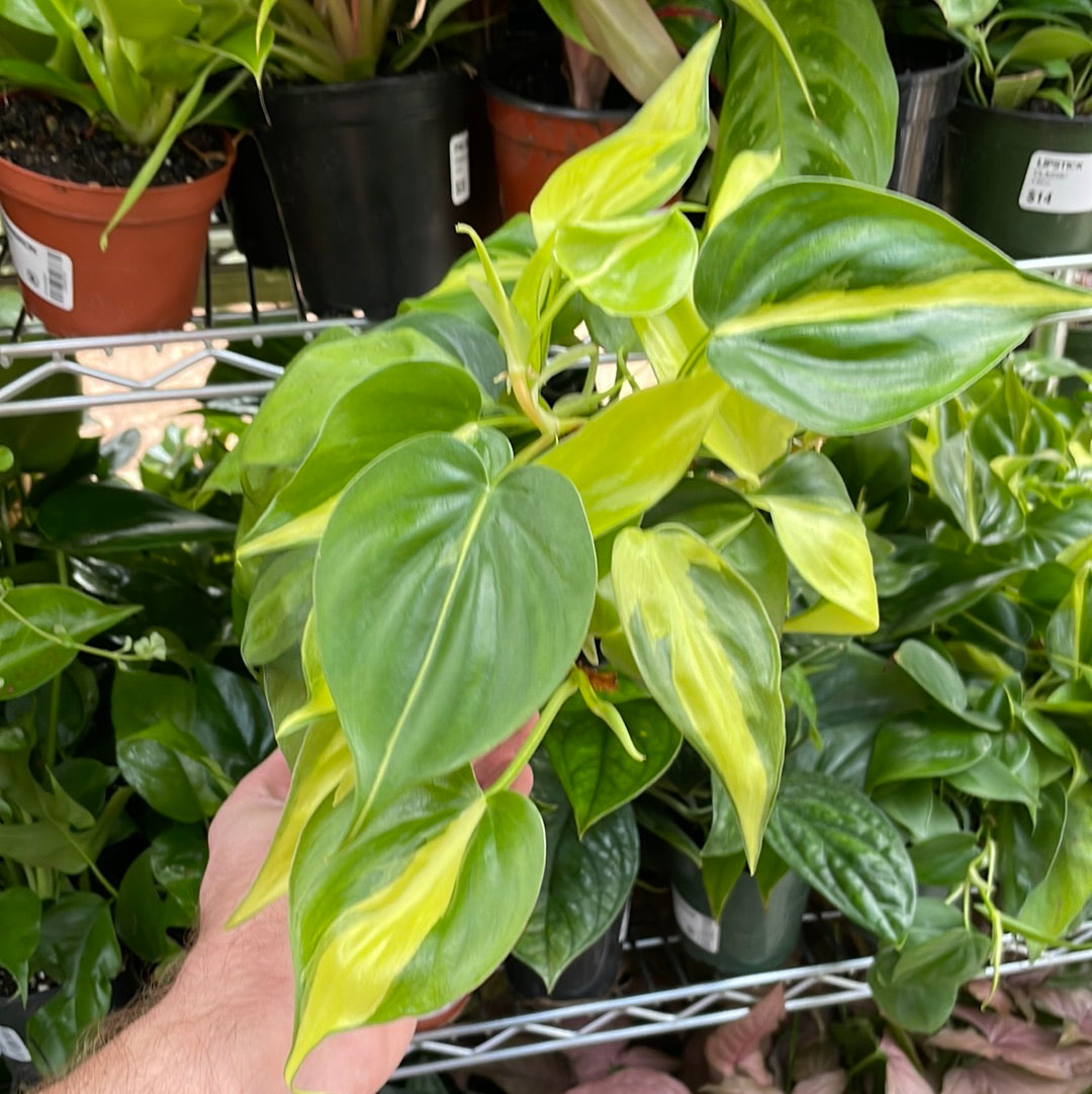 Philodendron Brasil