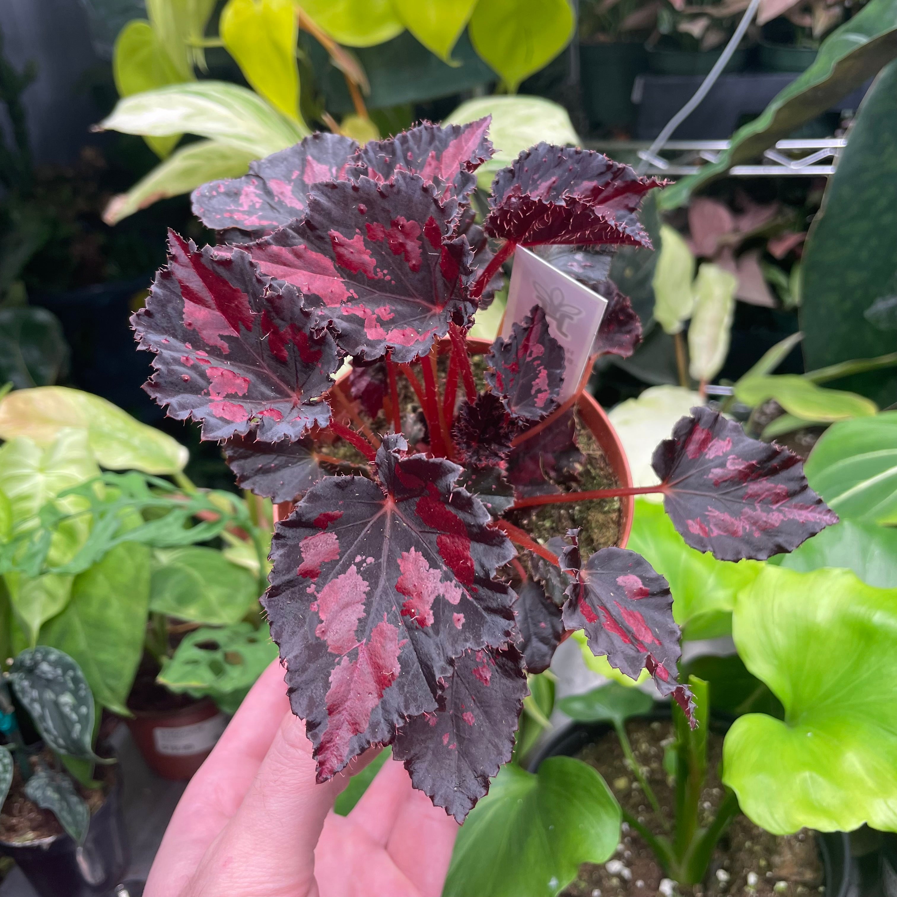 Begonia Black Heart