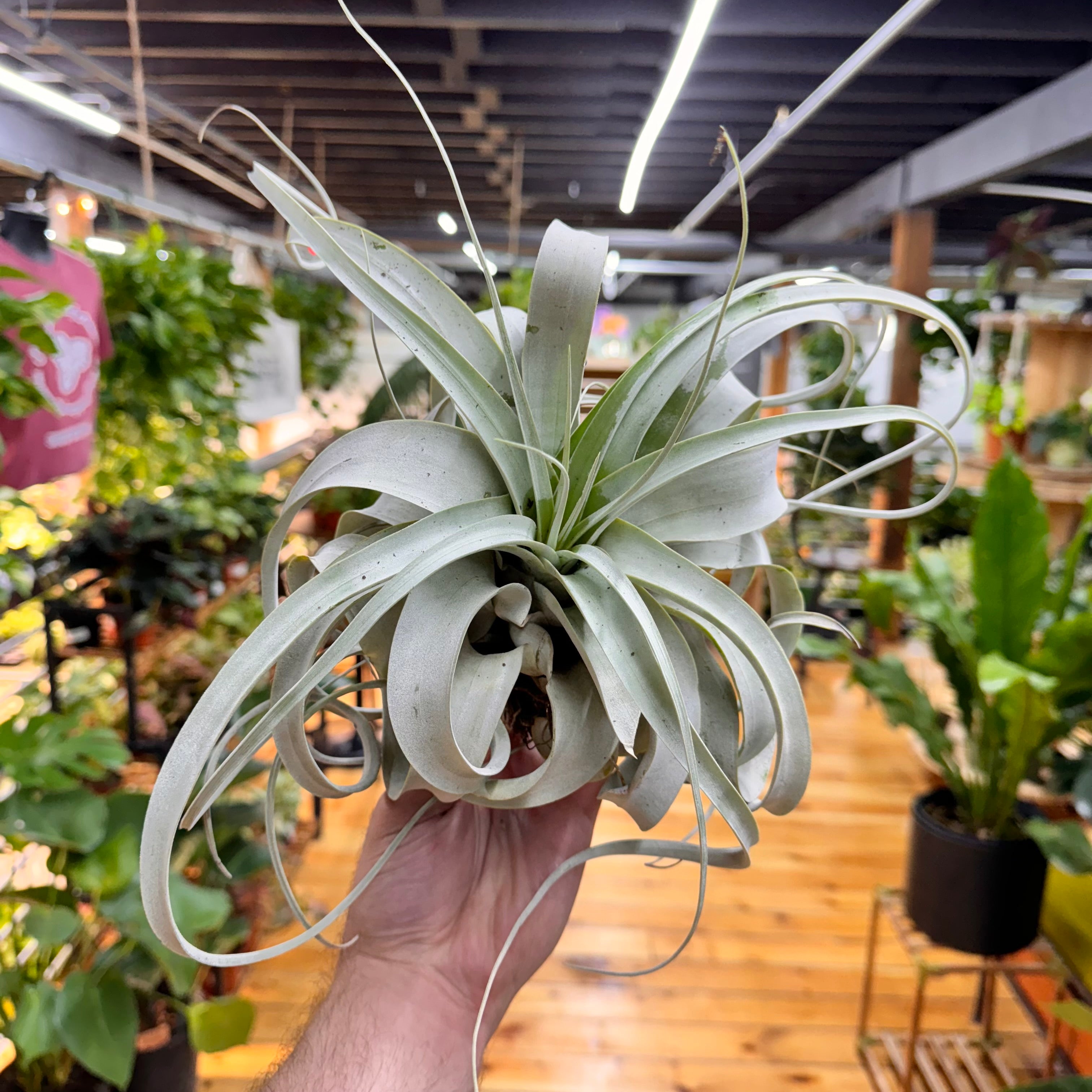 Xerographica Tillandsia Air Plant