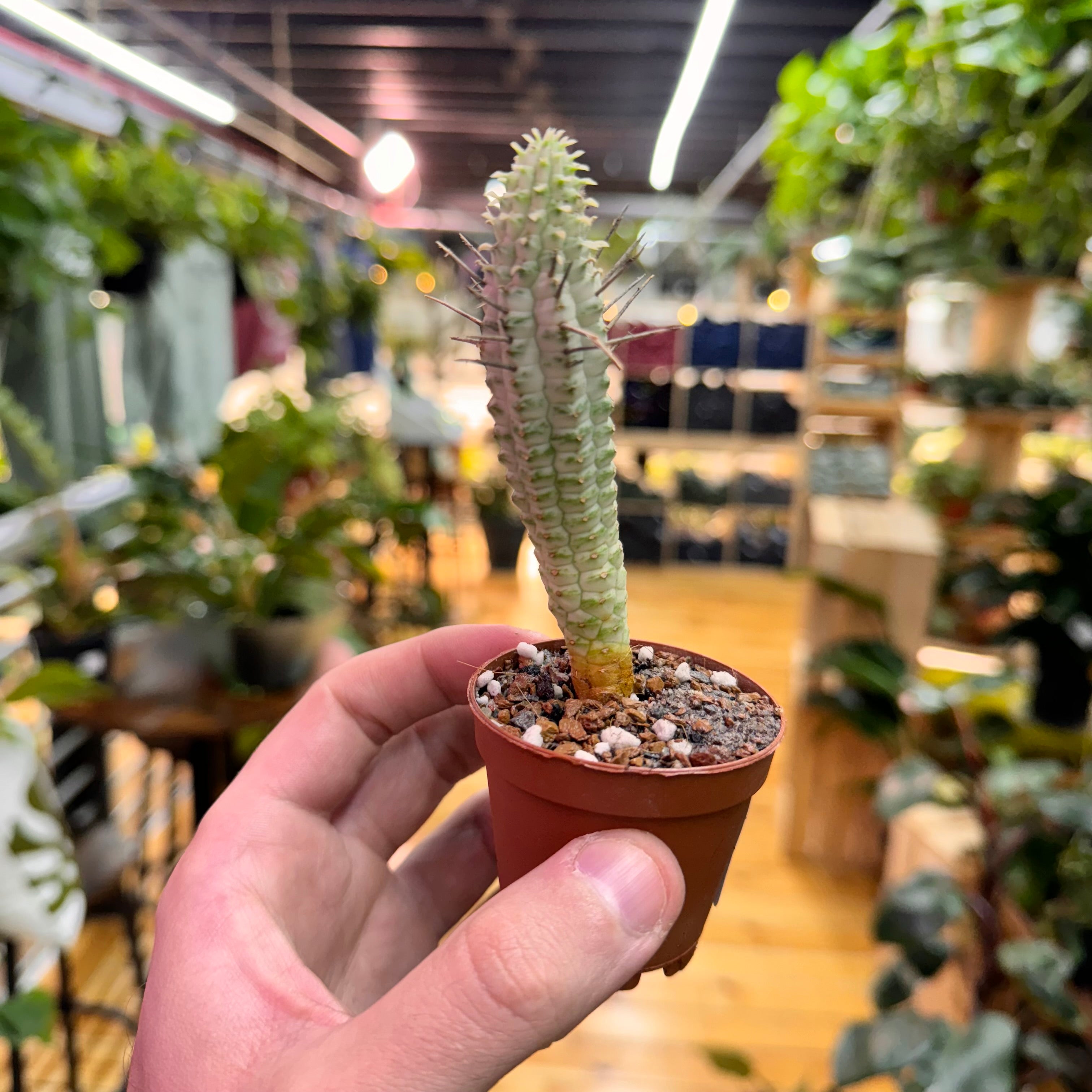 Euphorbia Mammillaris Variegata