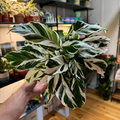 Calathea Stella