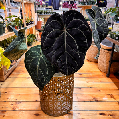 Anthurium Crystallinum Red