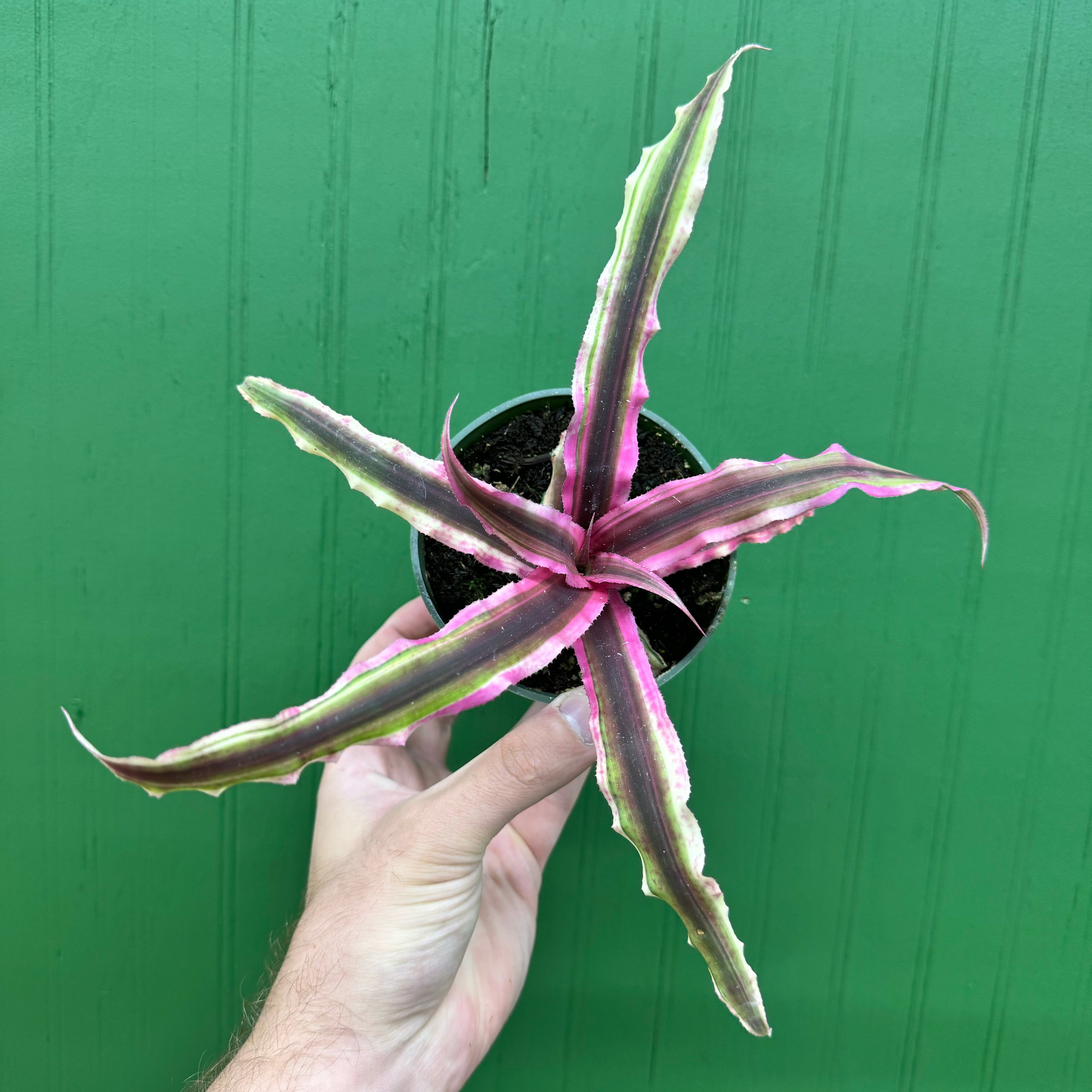 Cryptanthus Bivittatus Pink