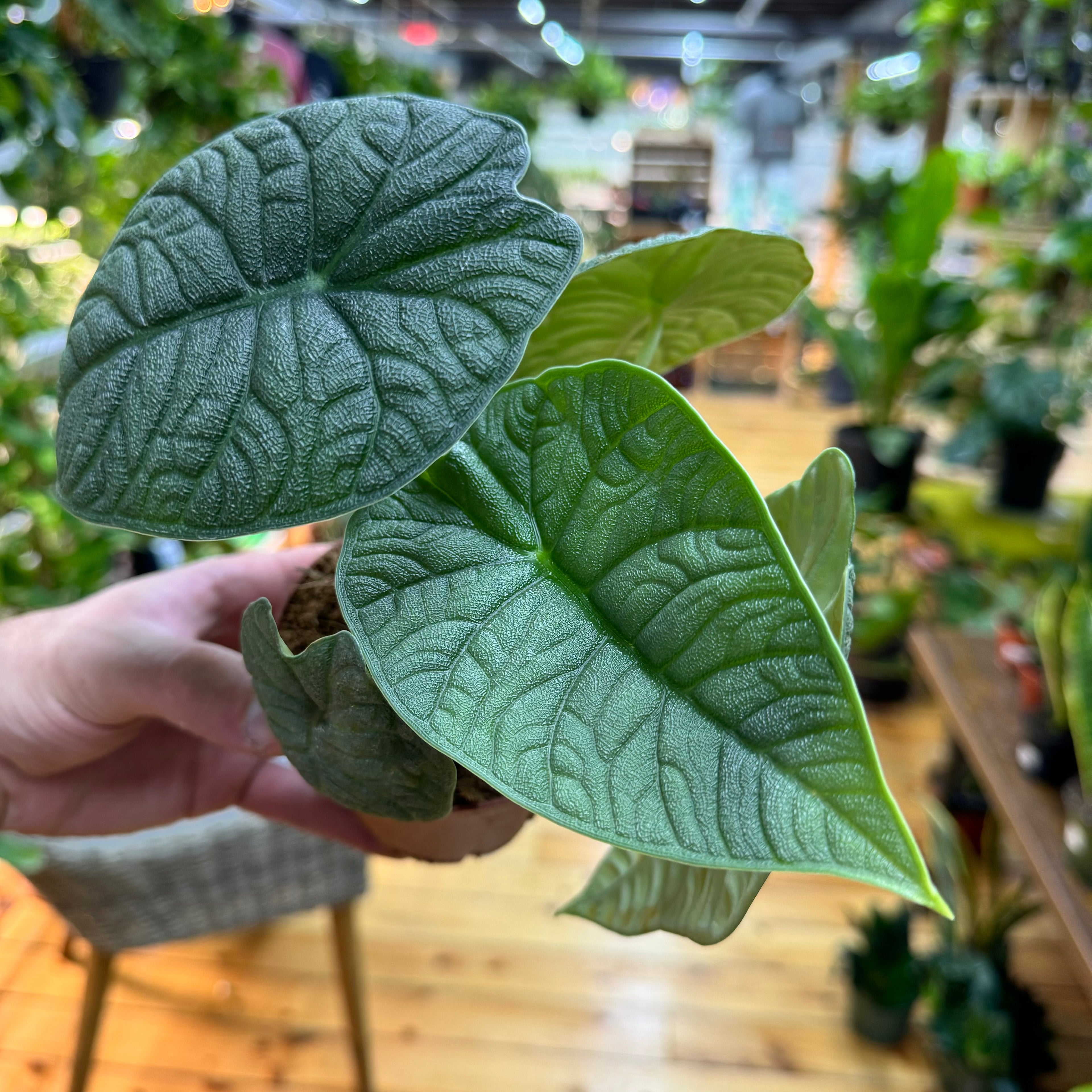 Alocasia Melo