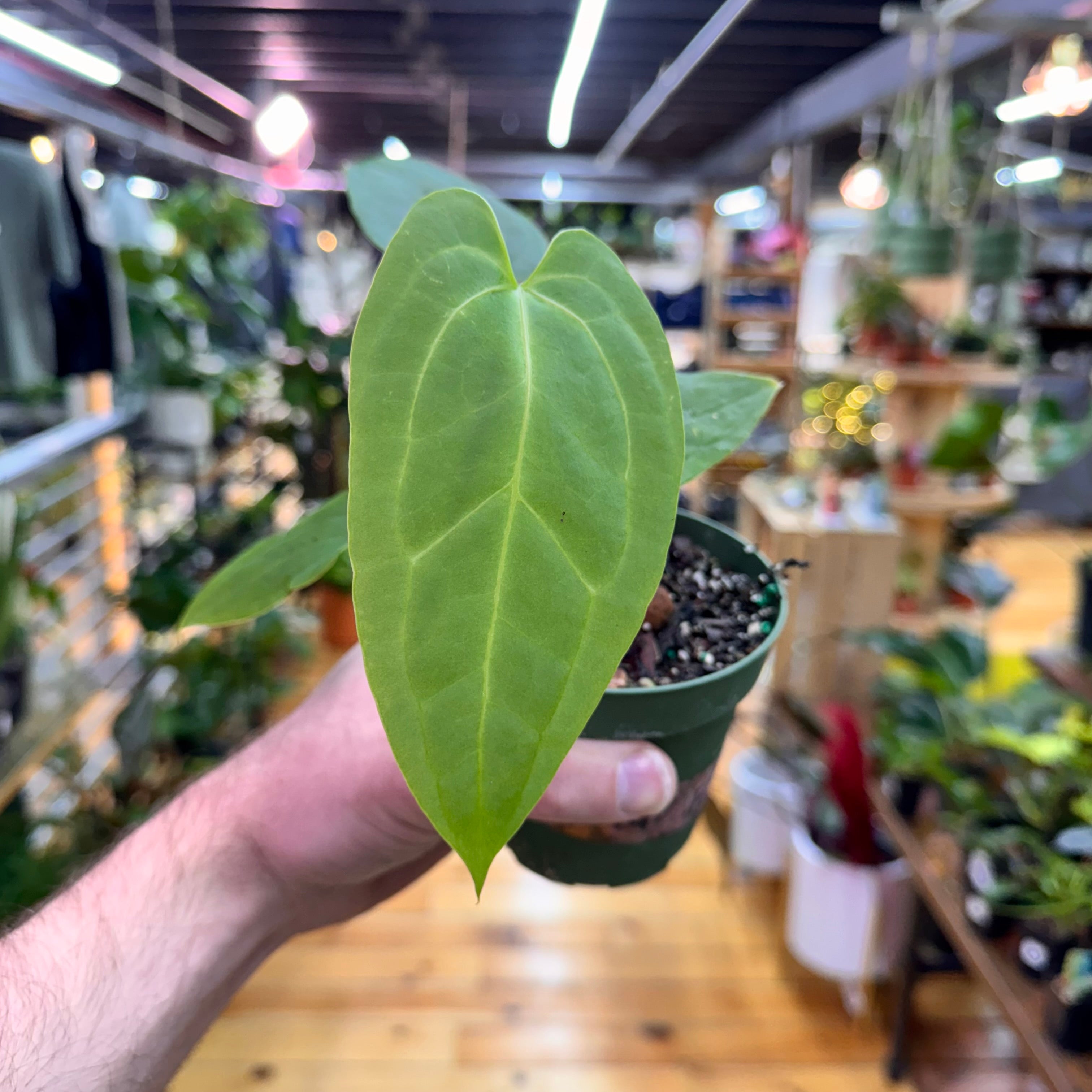 Anthurium Green Papillilaminum x Self