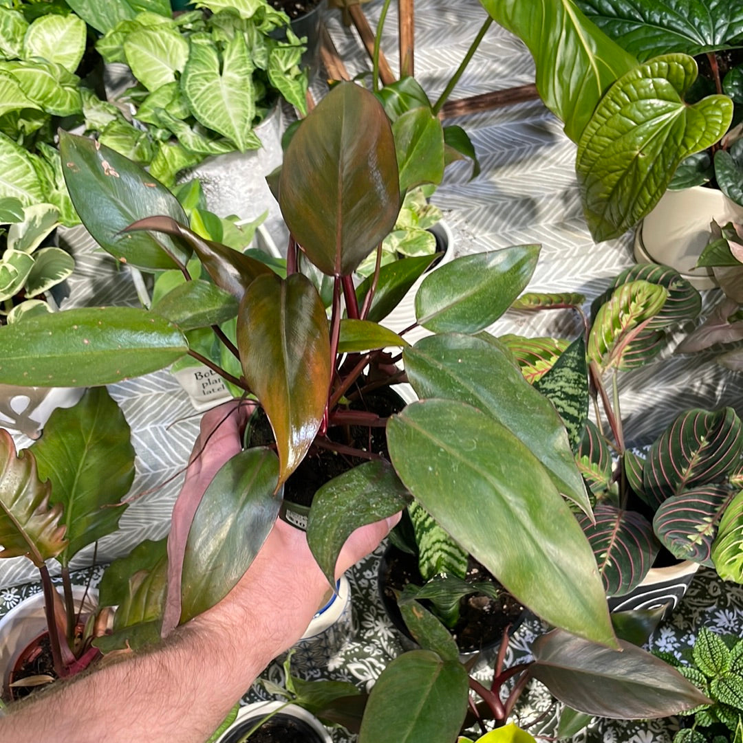 Philodendron Red Emerald