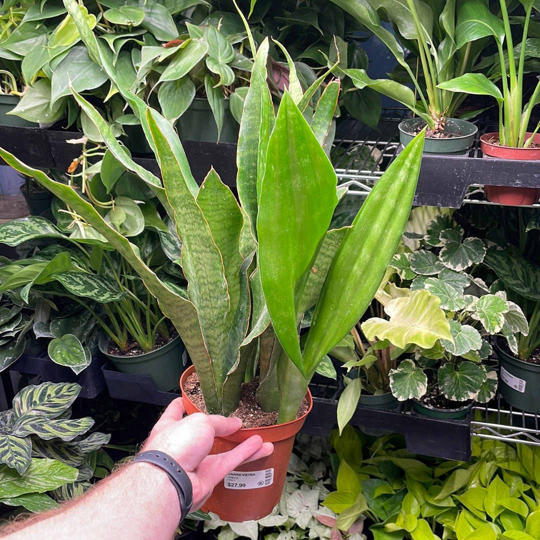 Sansevieria Joboa