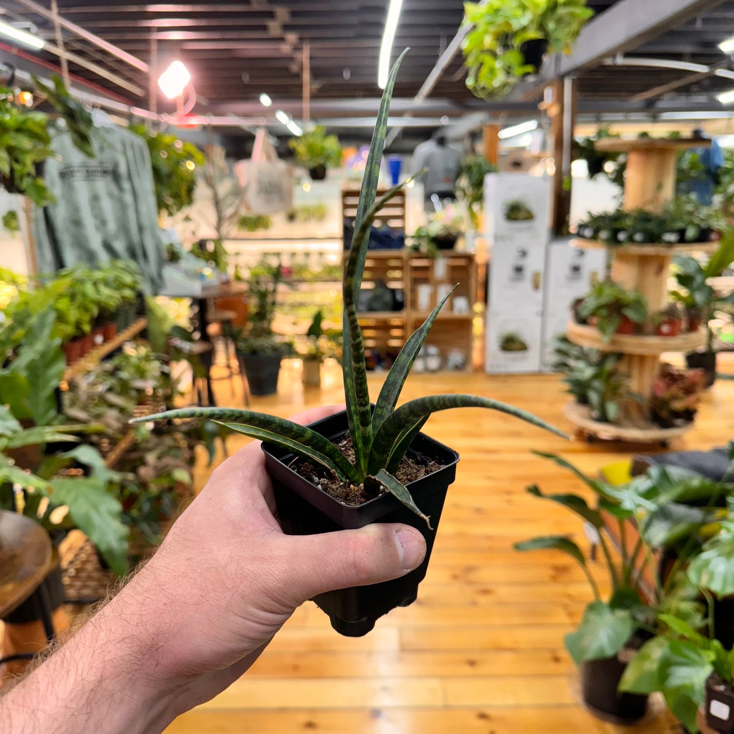 Sansevieria Fernwood Mikado