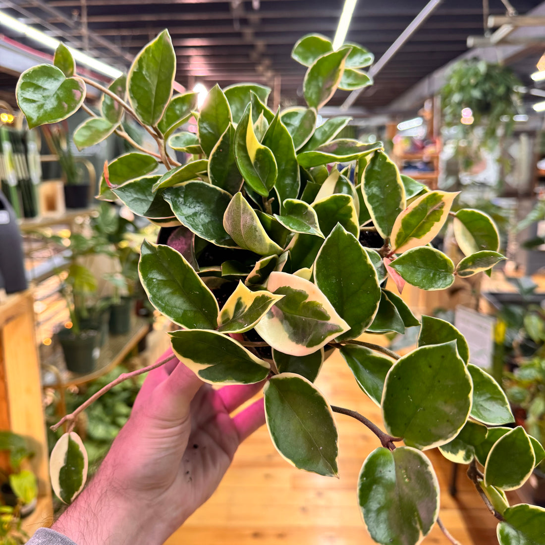 Hoya Krimson Queen