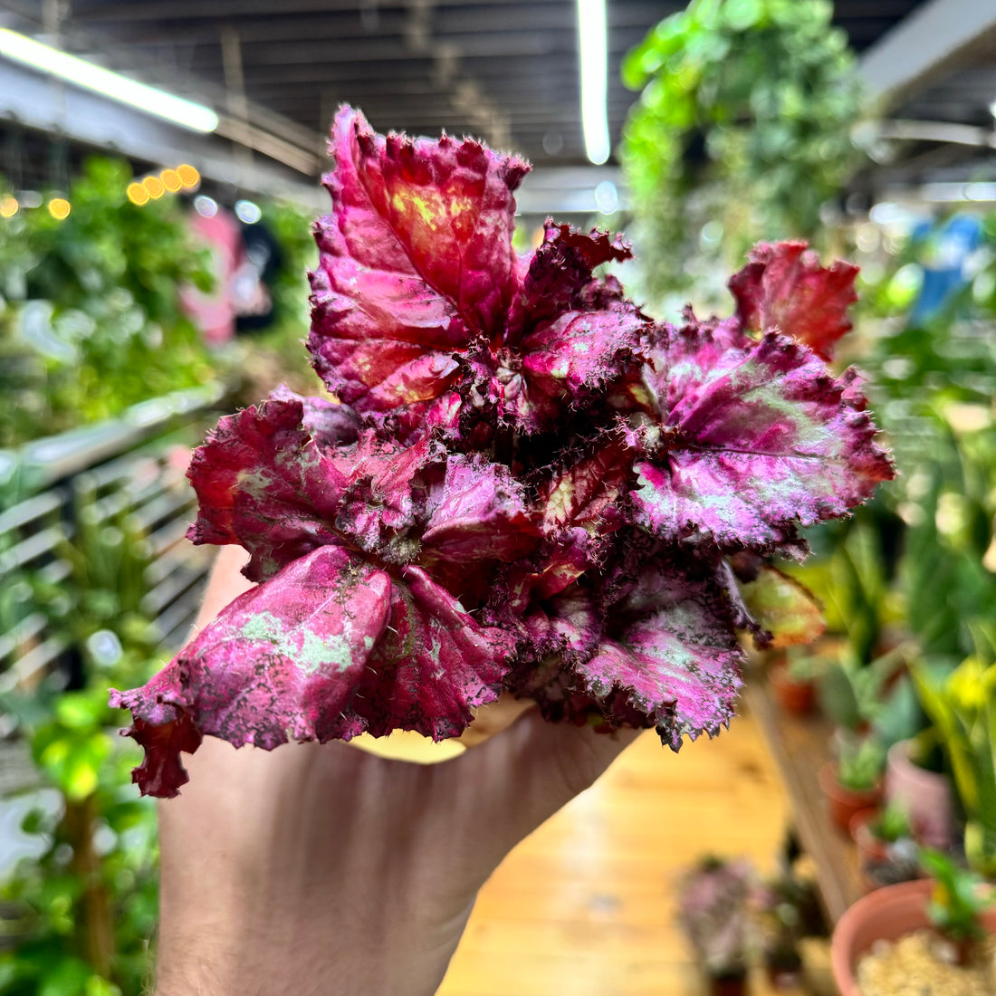 Begonia Pink Missy