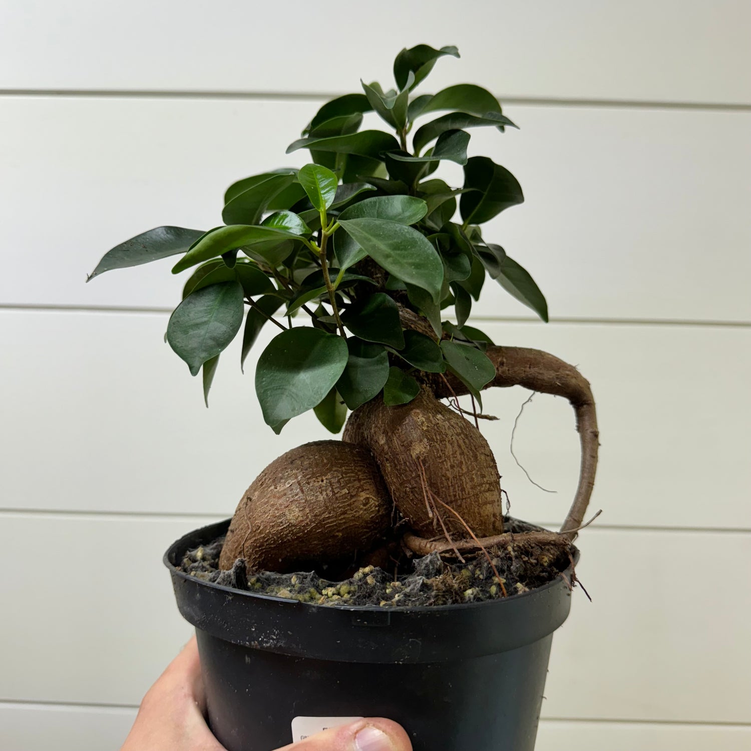 Ficus Ginseng