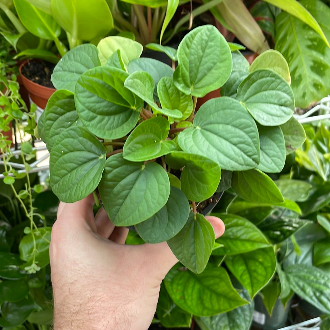 Peperomia Rana Verde