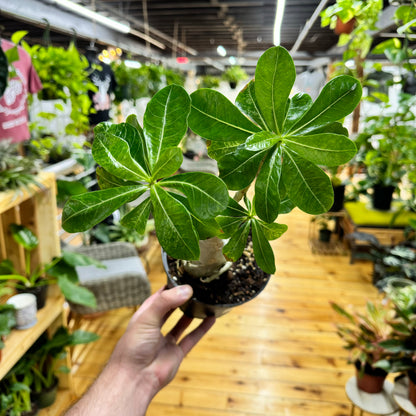 Adenium Variegated Desert Rose