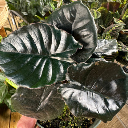 Alocasia Infernalis Kapit