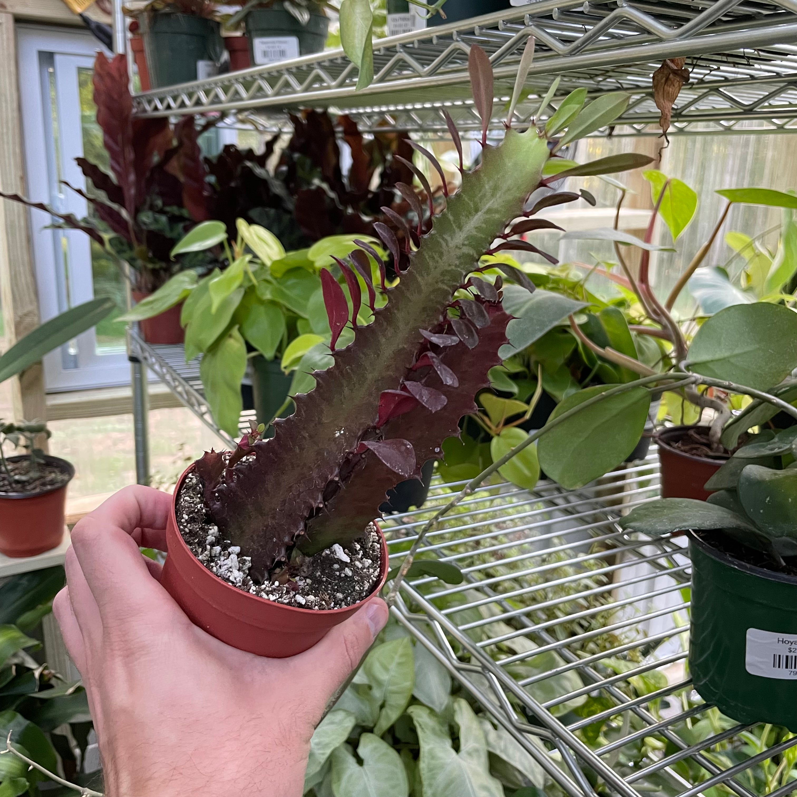 Euphorbia Trigona Rubra