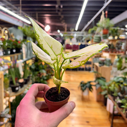 Aglaonema Super White