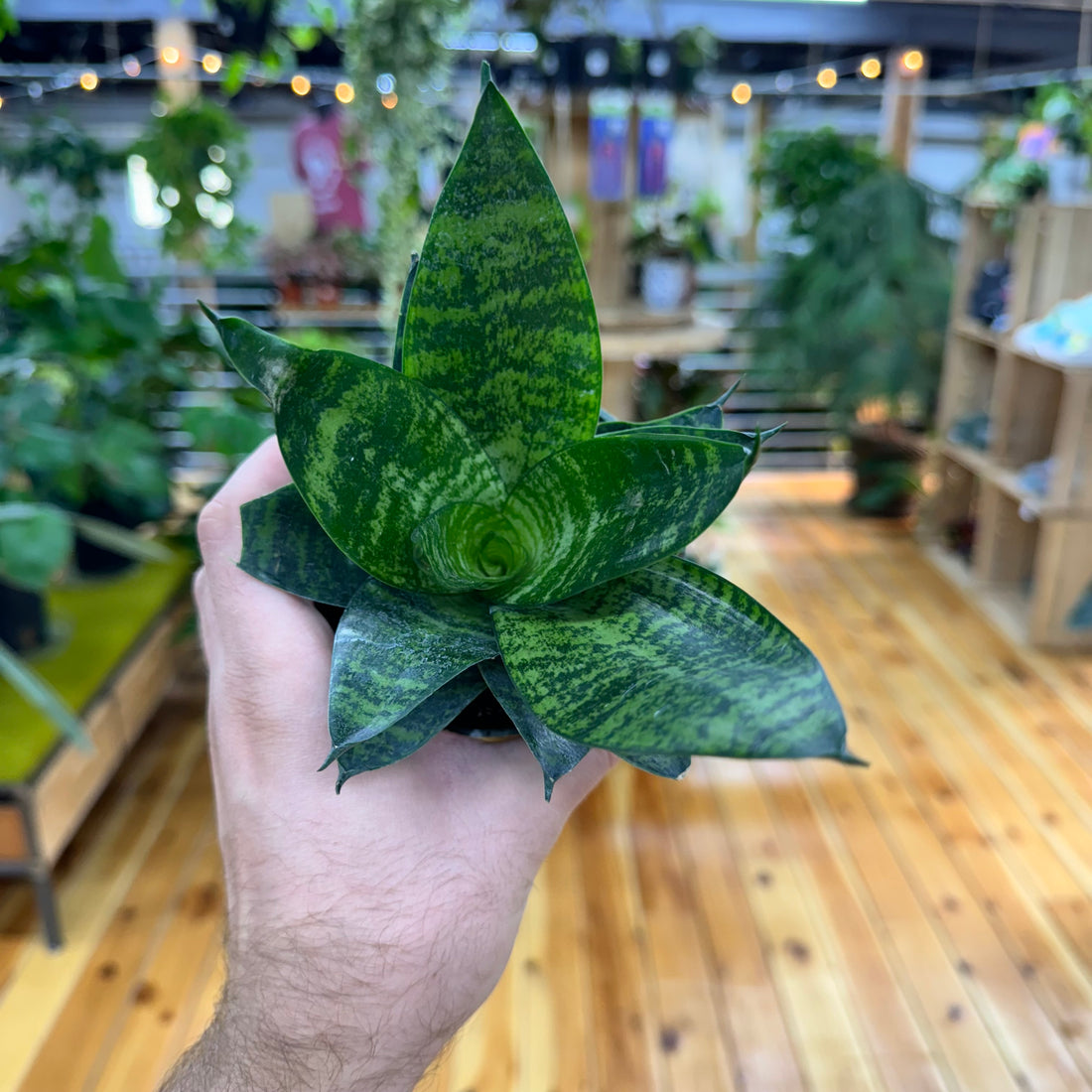 Sansevieria Forest Star