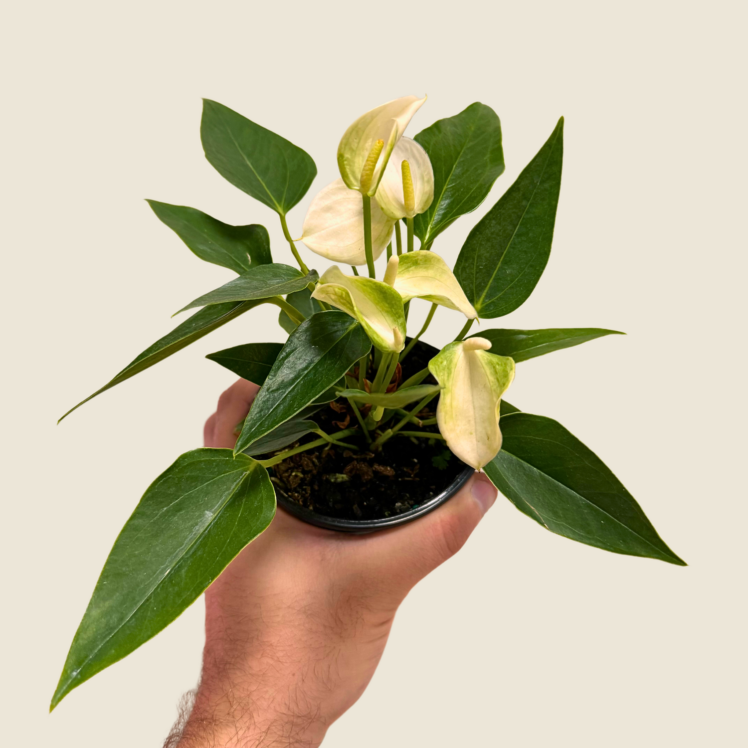 Anthurium White