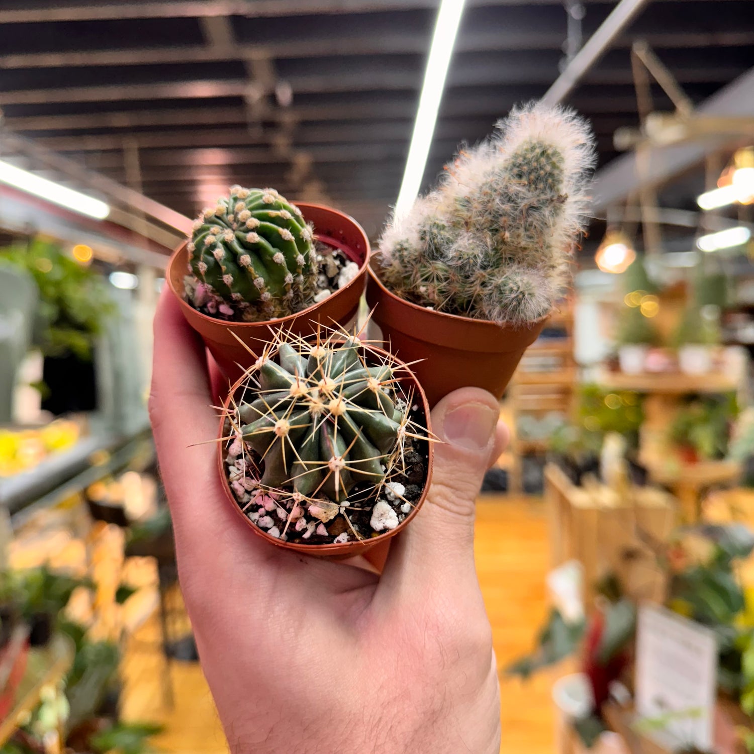 Assorted Small Cactus