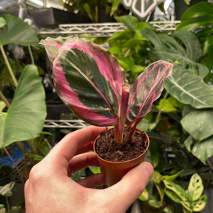 Calathea Illustris