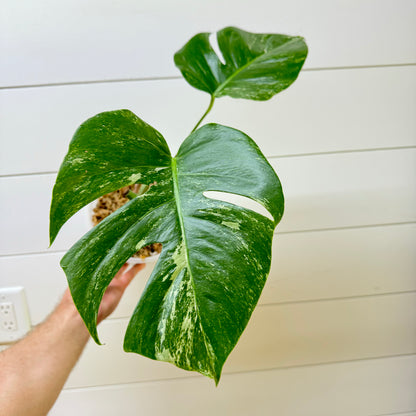 Monstera Mint