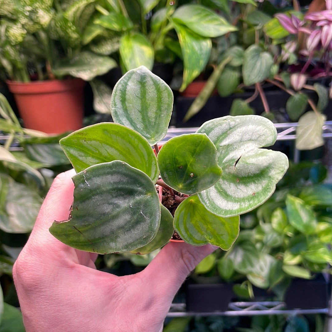 Peperomia Watermelon