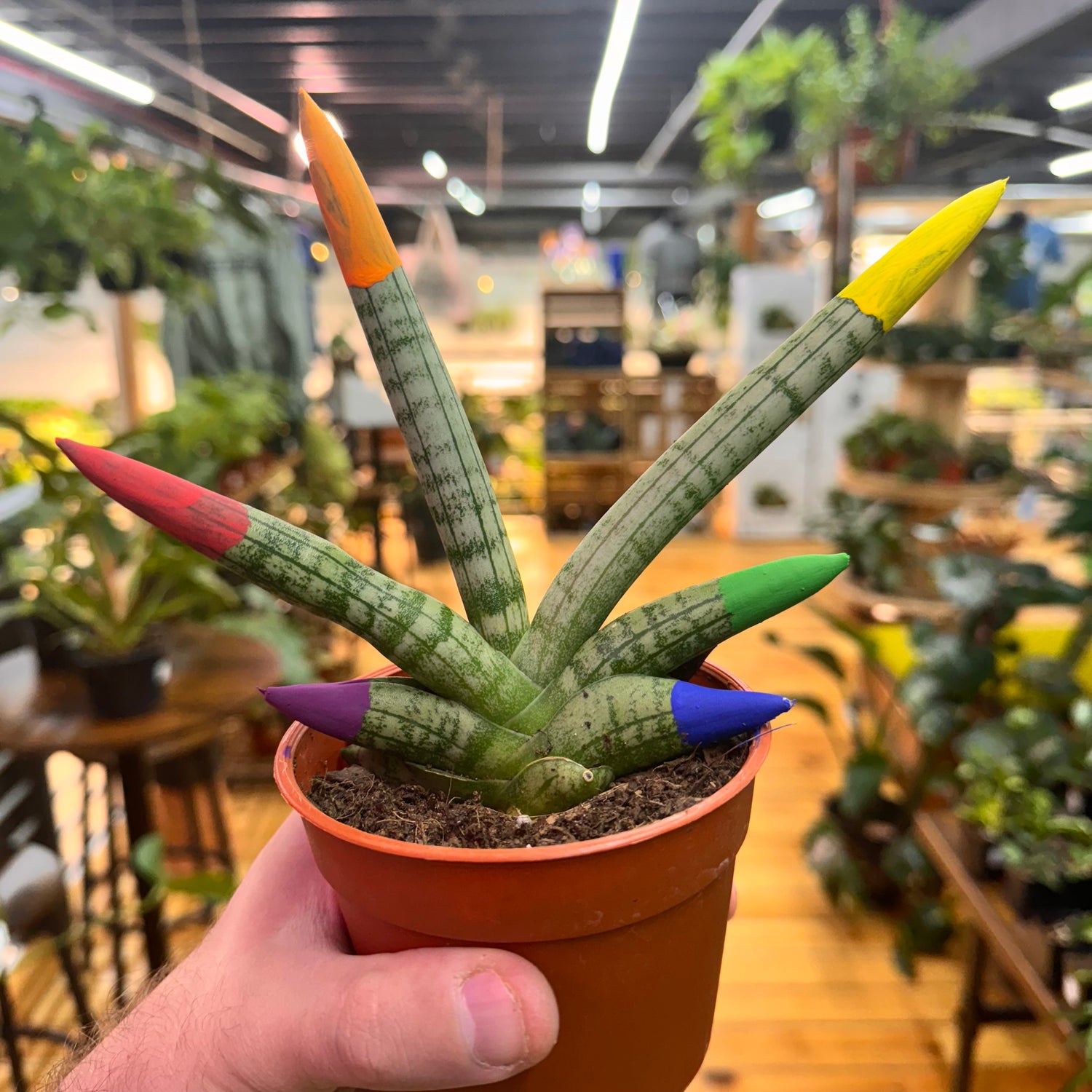 Sansevieria Boncenllensis