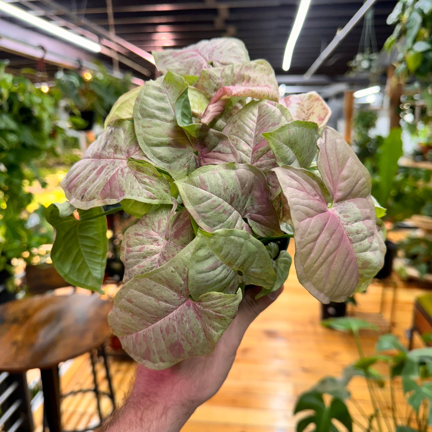 Syngonium Milk Confetti