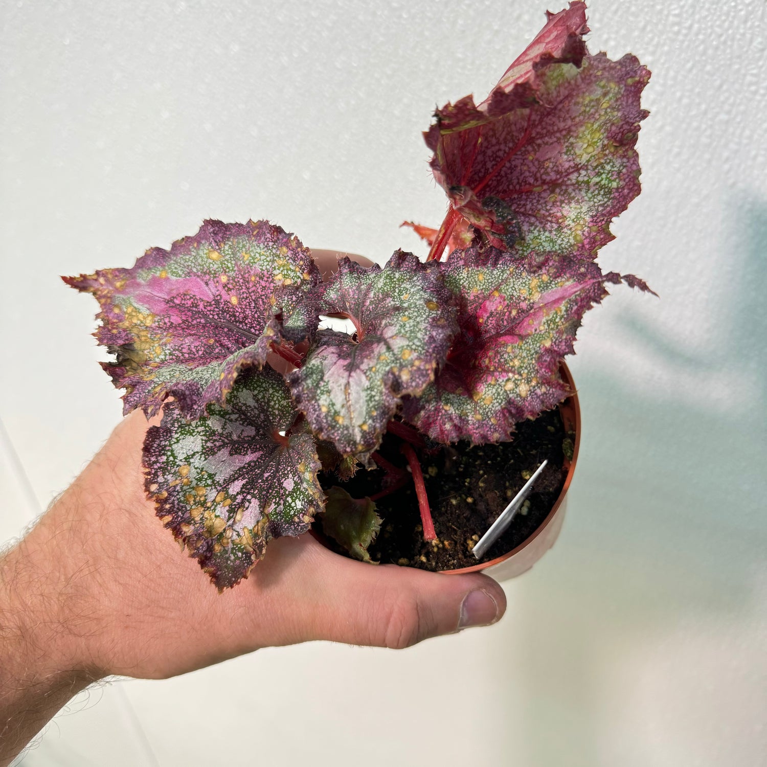 Begonia Love Potion