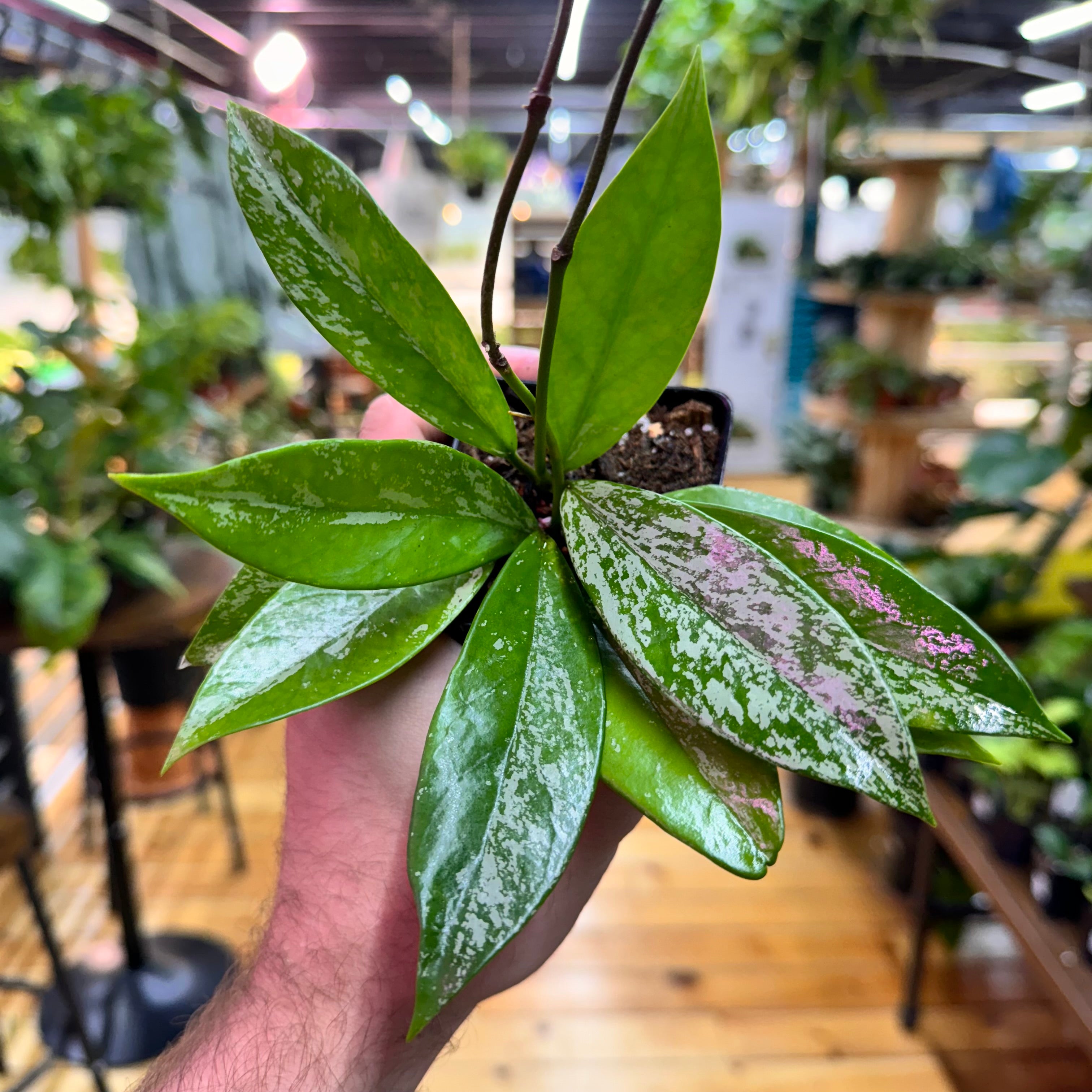 Hoya Pubicalyx