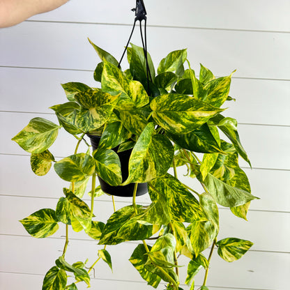 Pothos Hawaiian