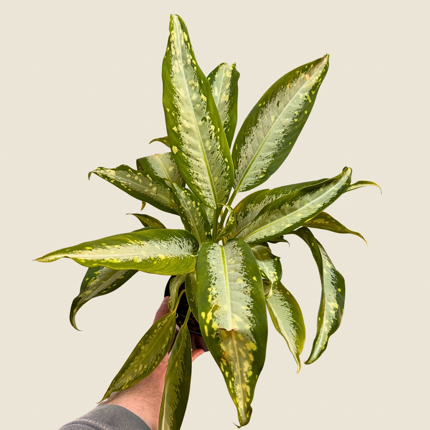 Dieffenbachia Snow