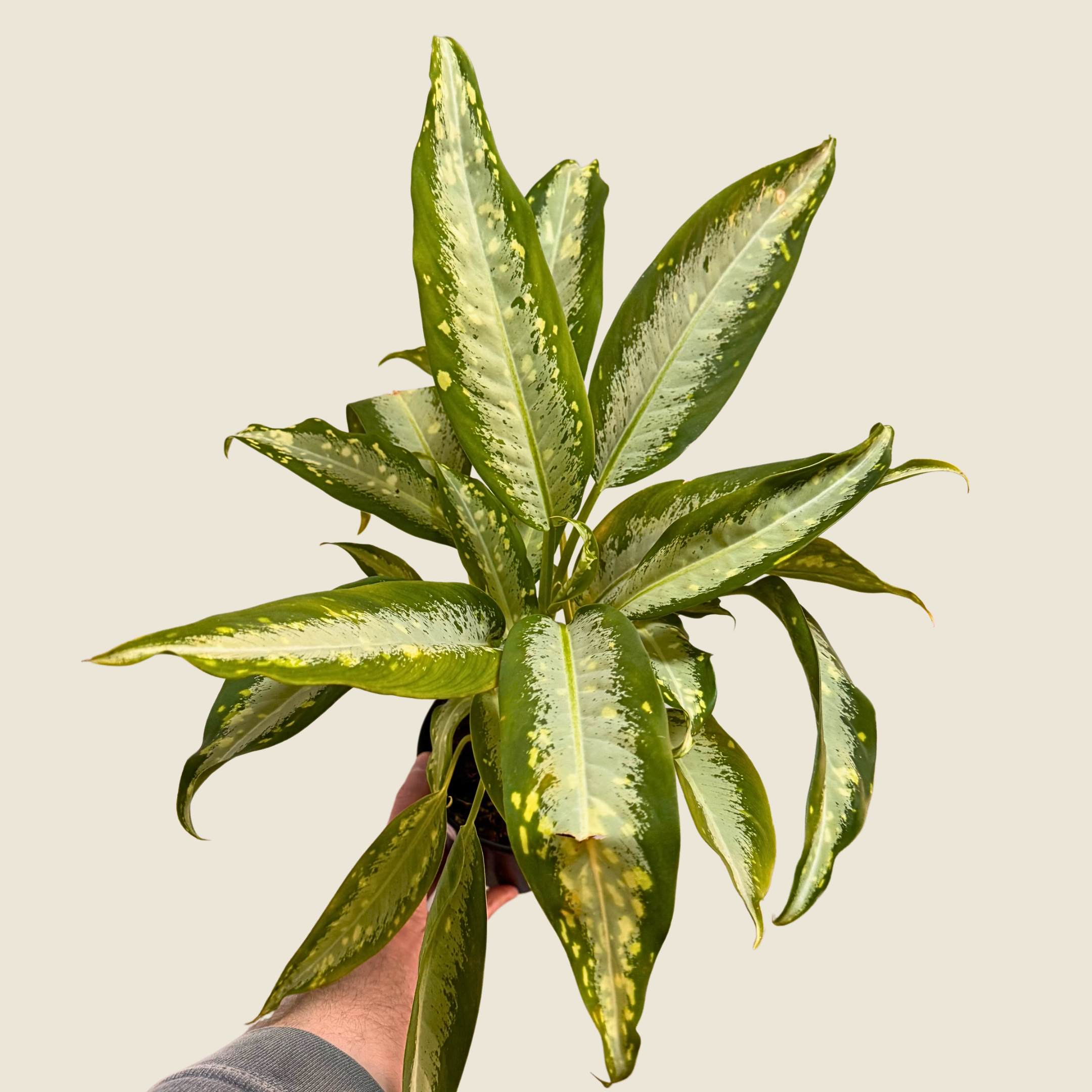 Dieffenbachia Snow